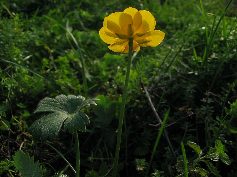 Ranunculus gr. montanus